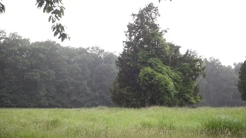 Heavy rain field tree line Stock Footage 76231686