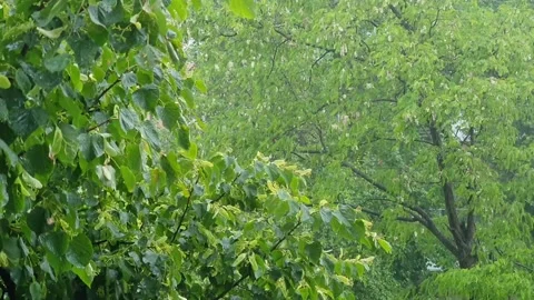 Heavy rain on the first day of summer. Trees tremble in strong winds. Stock Footage 131540462