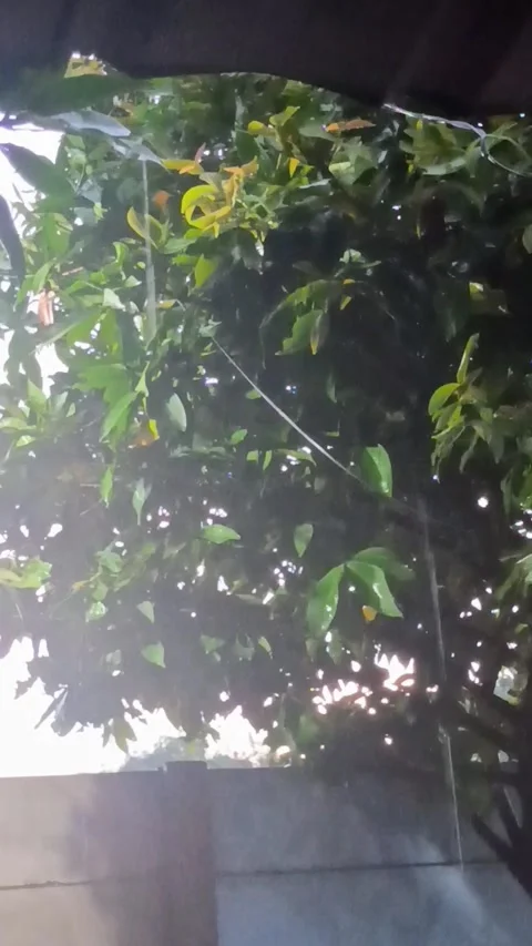 Heavy Rain Flow From The Roof Stock Footage 307186252