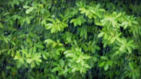 Heavy Rain In Focus With Plants Behind Stock Footage 55342804