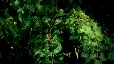 Heavy rain Stock Footage 33688858