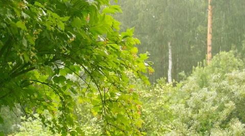 Heavy rain Stock Footage 37567730