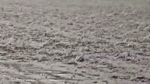 Heavy rain Stock Footage 77027859
