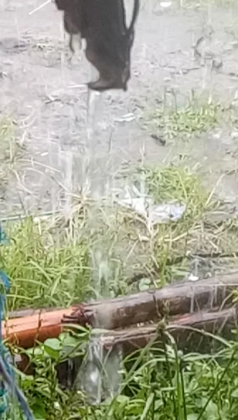 Heavy rain Stock-Footage 207350387