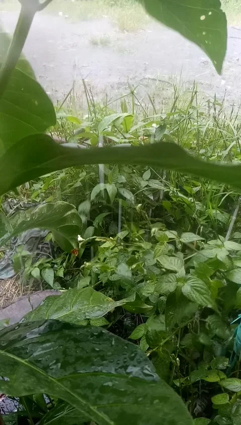 Heavy rain Stock-Footage 207350603