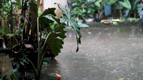 Heavy rain Stock-Footage 220815079