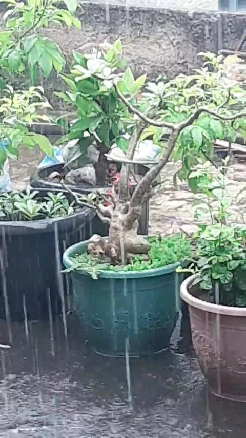 Heavy rain 스톡 동영상 234645573