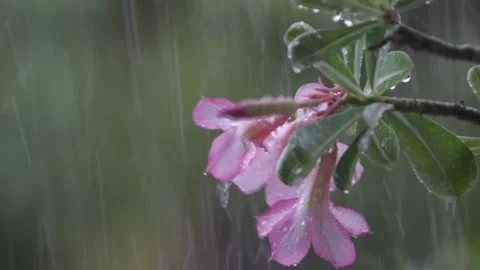 Heavy rain Stock Footage 235776192