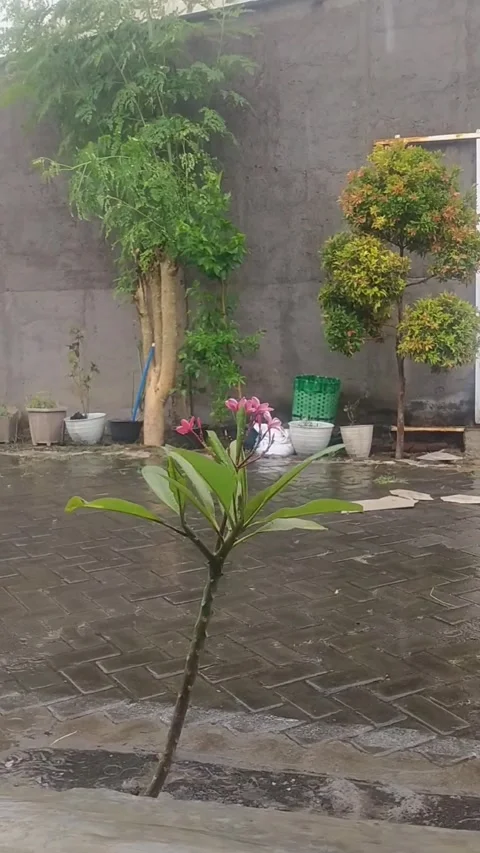 Heavy rain Stock Footage 255283584