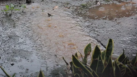 Heavy rain Stock Footage 288440356