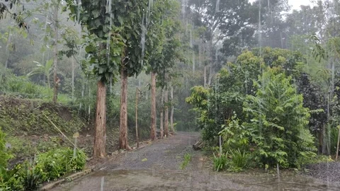 Heavy rain Stock Footage 293040068