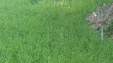 Heavy rain Stock Footage 297597956