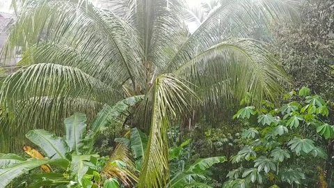 Heavy rain Video stock 303186248
