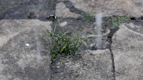 Heavy rain Stock Footage 323067312