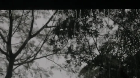 Heavy Rain in the Forest Stock Footage 33951887