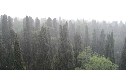 Heavy Rain in Forest Stock Footage 61939560