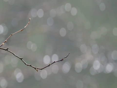 Heavy rain in forest 스톡 동영상 81196298