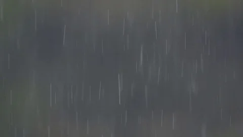 Heavy rain in forest Stock-Footage 81196475