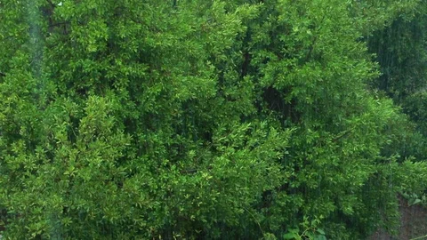 Heavy Rain in the forest Stock Footage 93026094