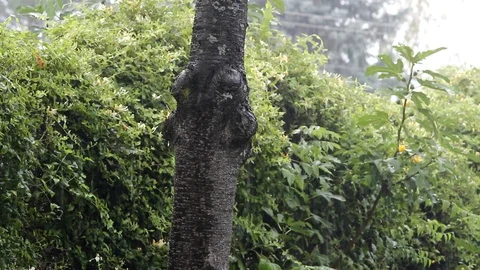 Heavy Rain in the Forest Stock Footage 99117140