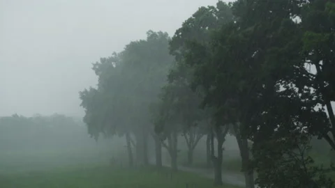 Heavy rain in the forest Stock Footage 155793420