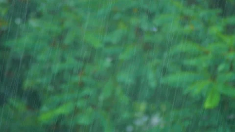 Heavy Rain in Forest Stock Footage 158632454