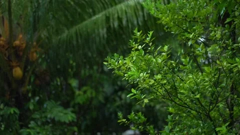 Heavy Rain in the Forest Stock Footage 159931914