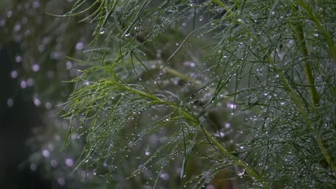 Heavy rain in the forest Stock Footage 273954621