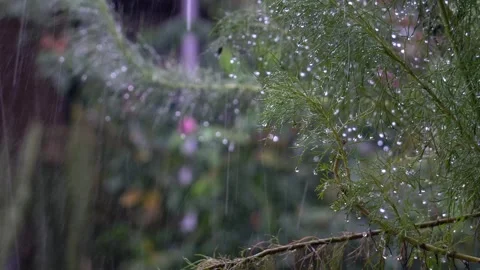 Heavy rain in the forest Stock Footage 273954972
