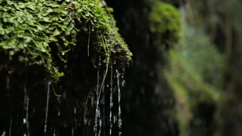 Heavy rain the forest Stock Footage 296709062