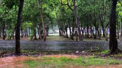 Heavy rain in the forest Stock Footage 298966093