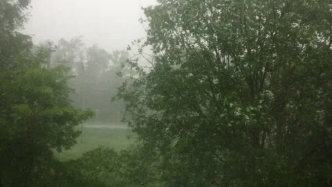 Heavy rain in the forest Video stock 299736727