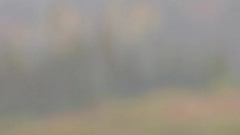 Heavy rain in forest rack focus Stock Footage 74089605