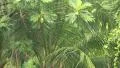 Heavy rain in the forest. Tropical downpour. Trees and pouring rain HD Footage