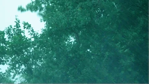 Heavy Rain in Front of Trees and Stormy Wind Stock Footage 90796958