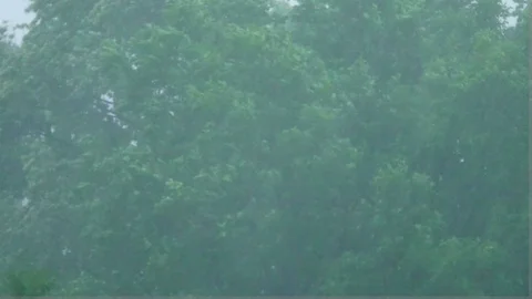 Heavy Rain in front of trees Stock Footage 90797005
