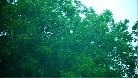 Heavy Rain in front of trees Slow Motion Stock Footage 90796534