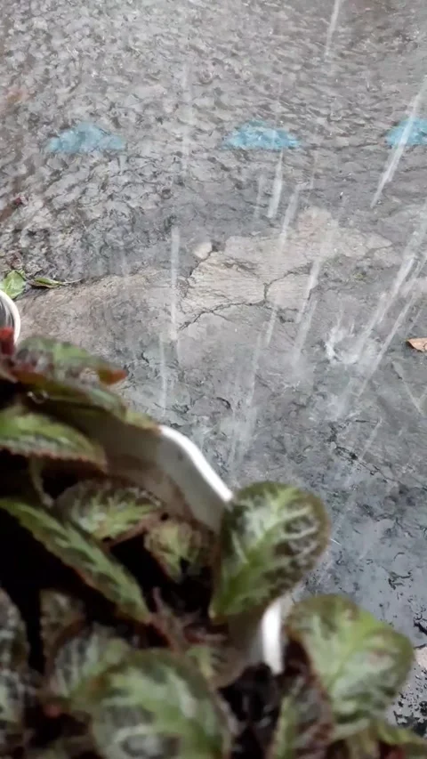 Heavy rain at the frontyard of my house Stock Footage 297036628