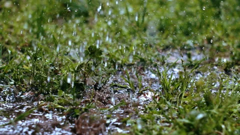  Heavy rain on grass Stock Footage 161465910