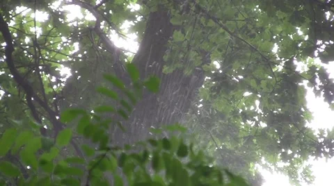 Heavy rain in the green forest 08 Stock Footage 57940461