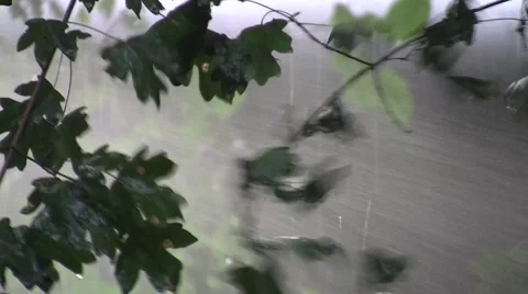 Heavy rain in the green forest Stock Footage 57940343