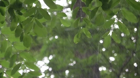 Heavy rain in the green forest Stock Footage 78218516