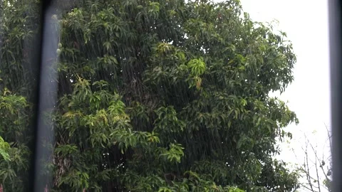 Heavy rain, green tree, 4K Vídeo Stock 232989109