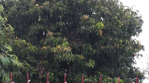 Heavy rain, green tree, 4K Stock Footage 232989483