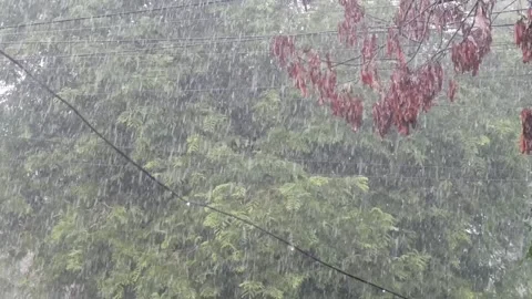Heavy rain with green trees blowing in the wind Stock Footage 324531691