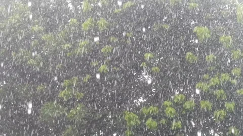 Heavy rain with green trees blowing in the wind Stock Footage 324531692
