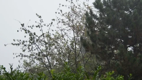 Heavy rain with gusts of wind Stock Footage 113960473