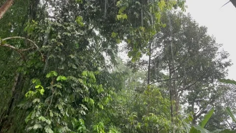 Heavy Rain indonesian tree forest 스톡 동영상 322901317