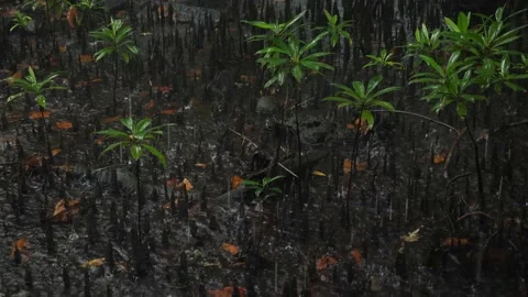 Heavy rain inside a jungle full of mangrove trees. Close to a Nan Madol, Pohnpei Stock Footage 202610786