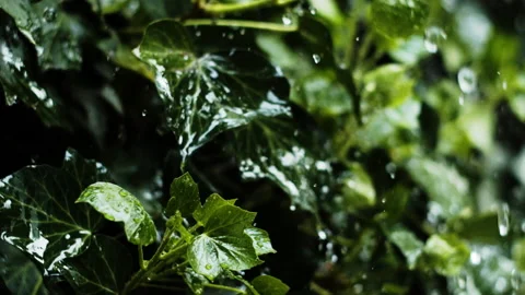  Heavy rain on ivy Stock Footage 161466073